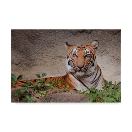 Galloimages Online 'Malayan Tigress' Canvas Art,30x47
